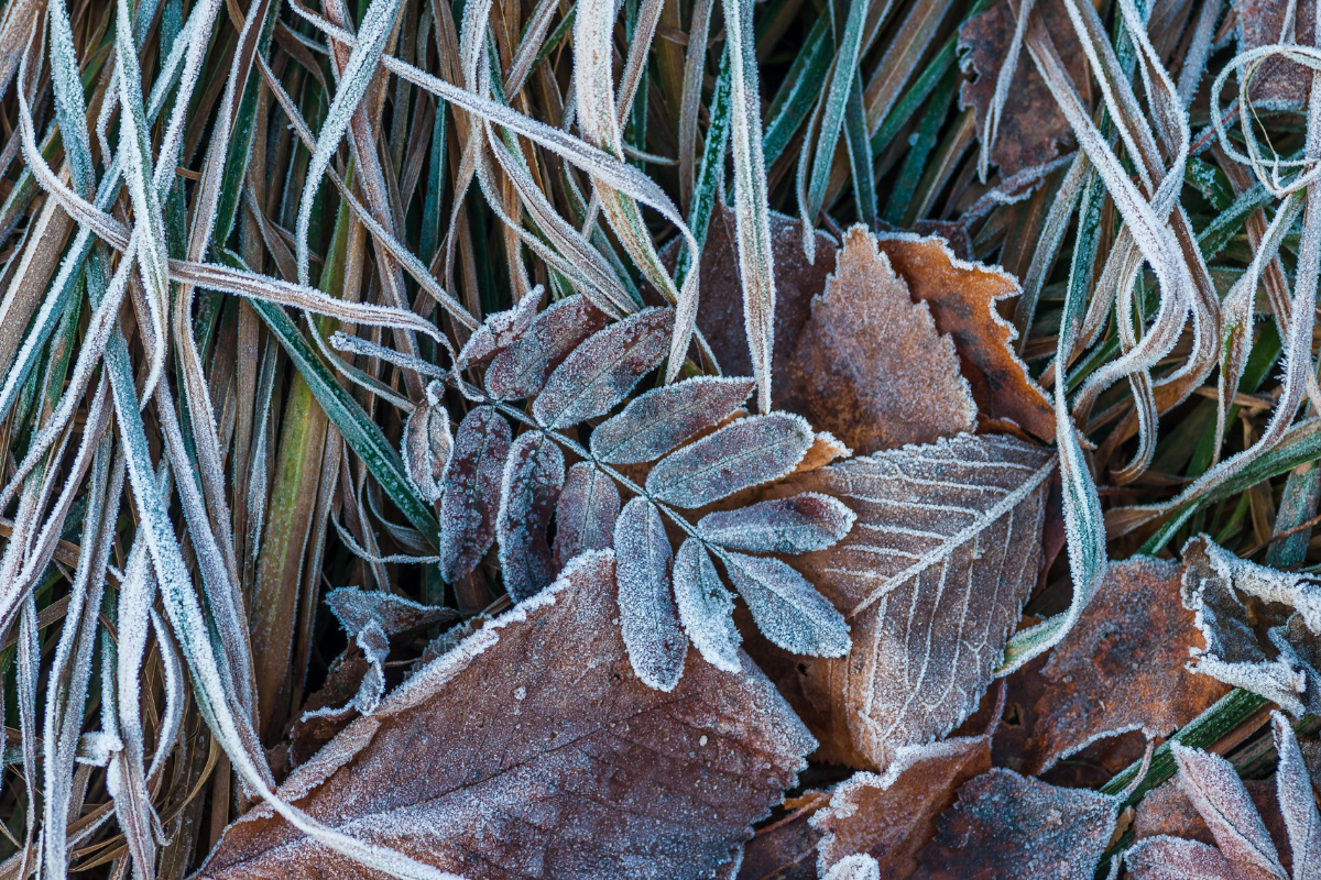 Frosty leaves on the grass