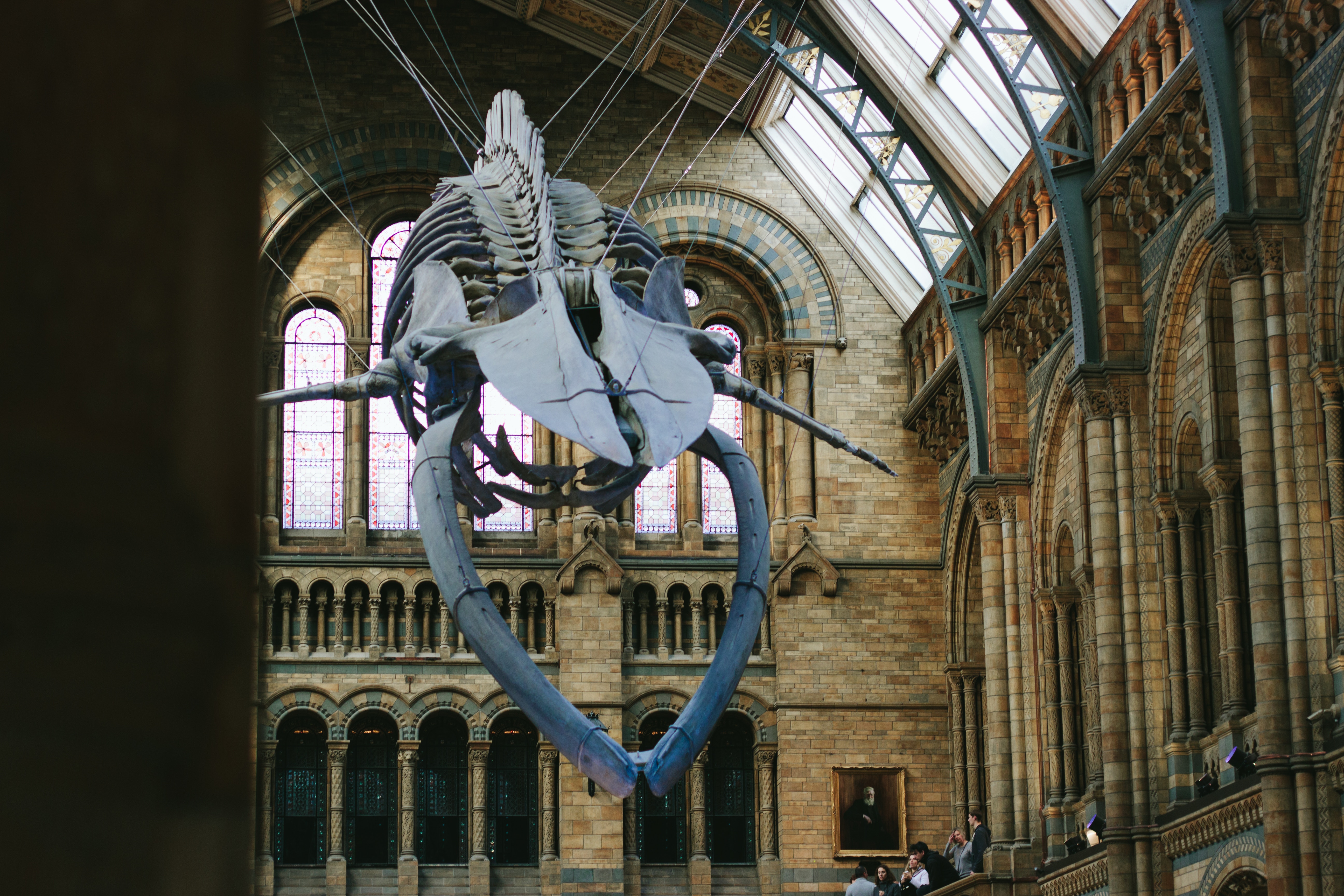 The whale at the Natural History Museum