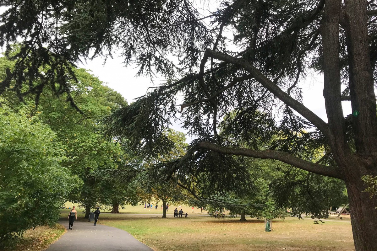 A large tree in a park with people walking along the path, sitting on benches and playing in the field